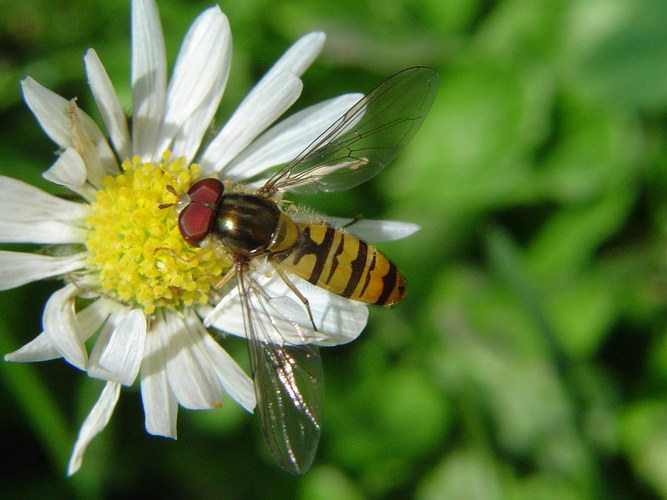 Kleine Schwebfliege