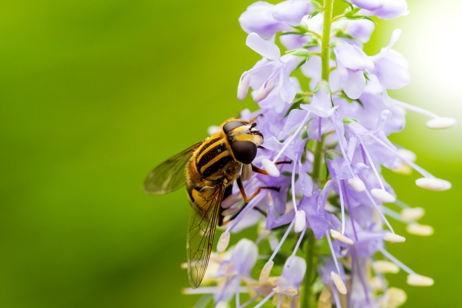 kleine Schwebfliege