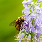 kleine Schwebfliege