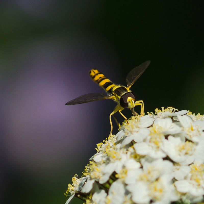 kleine Schwebfliege