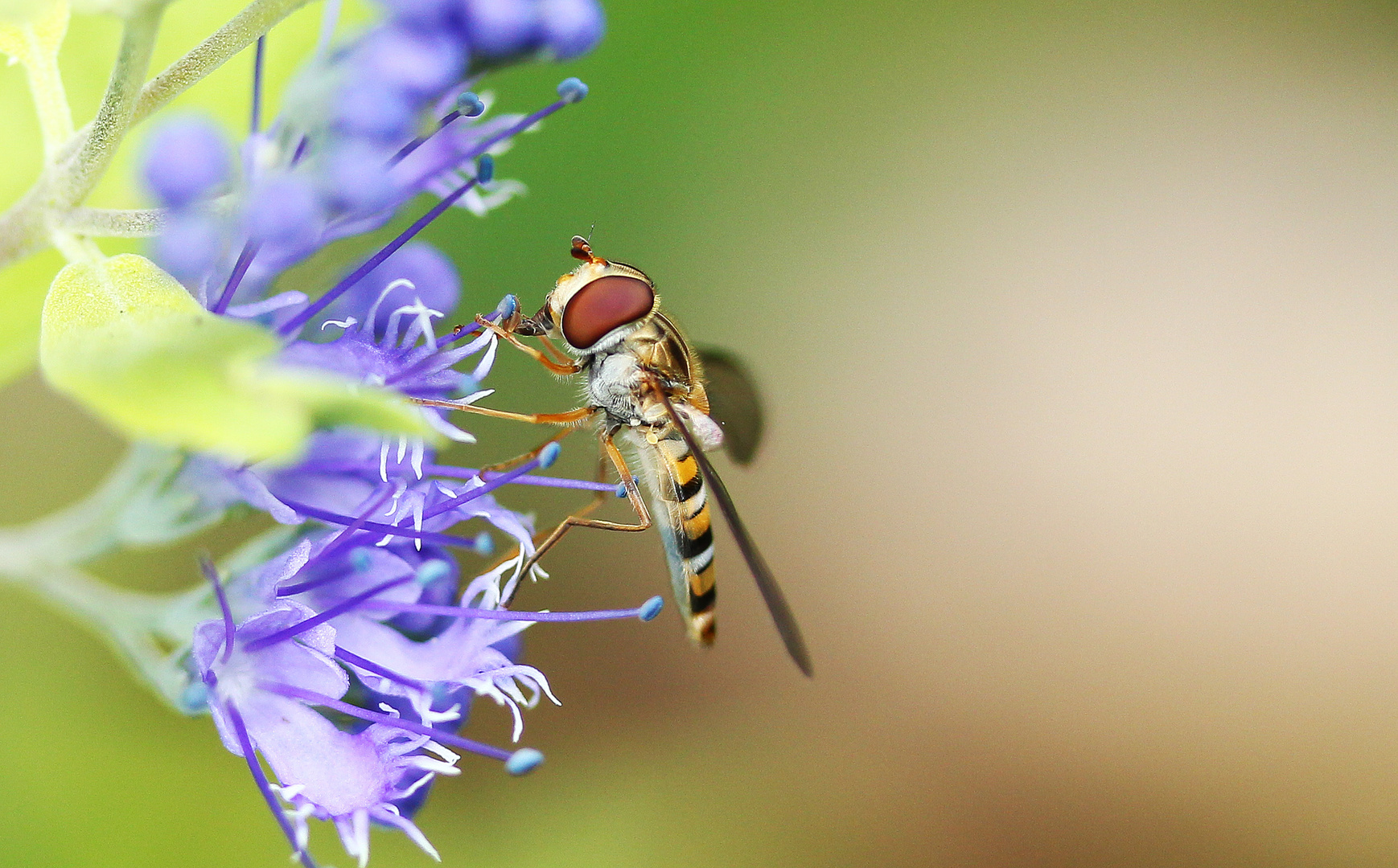 Kleine Schwebfliege an blauer Blüte