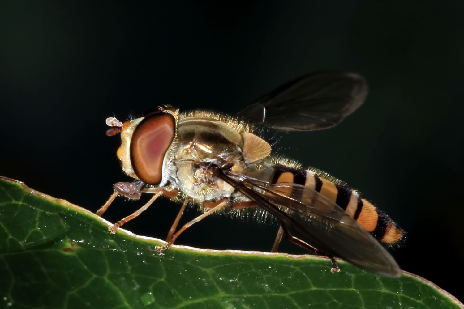 kleine Schwebfliege