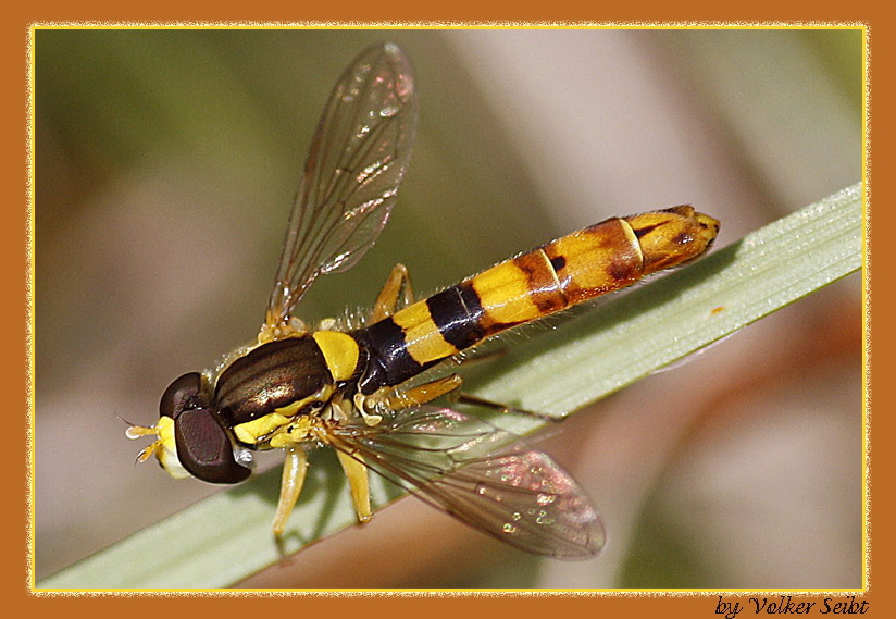 Kleine - Schwebfliege