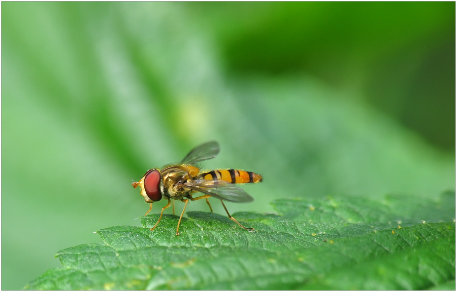 kleine Schwebfliege