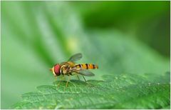 kleine Schwebfliege