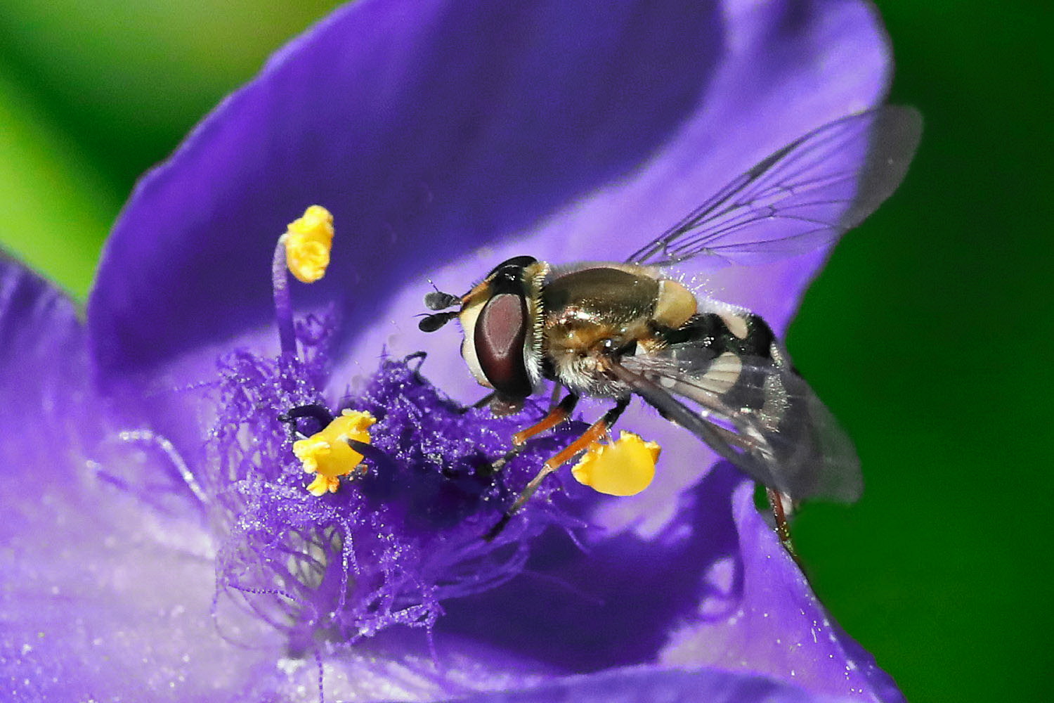 kleine Schwebfliege