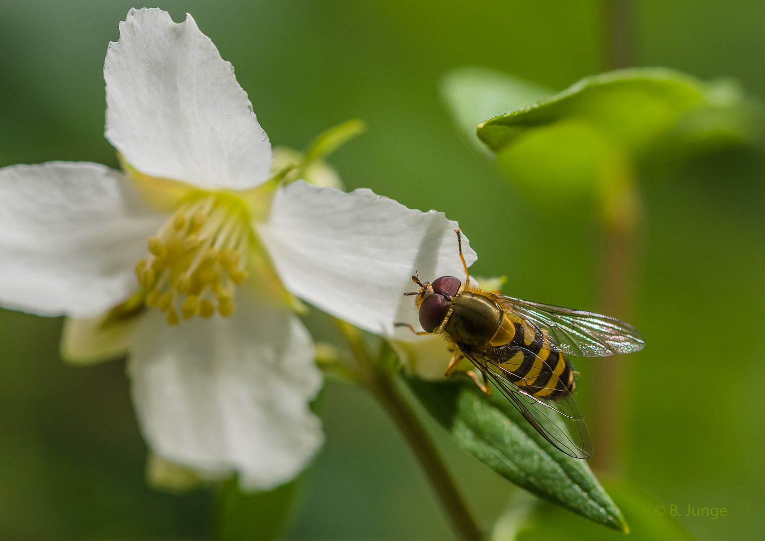 Kleine Schwebfliege