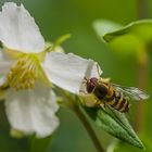 Kleine Schwebfliege