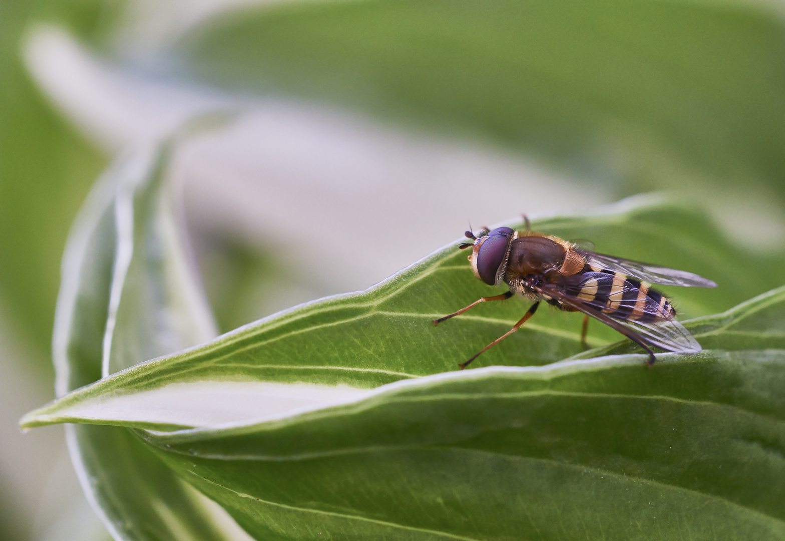 Kleine Schwebfliege