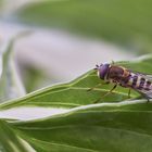 Kleine Schwebfliege