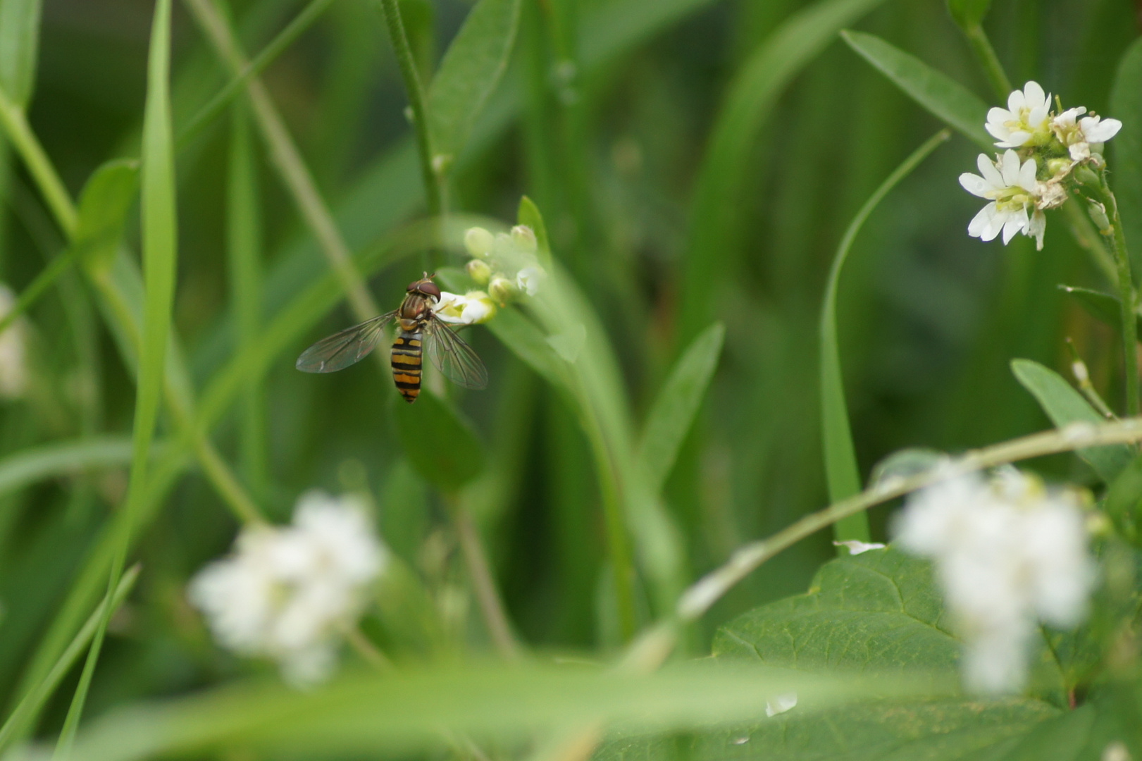 kleine Schwebfliege