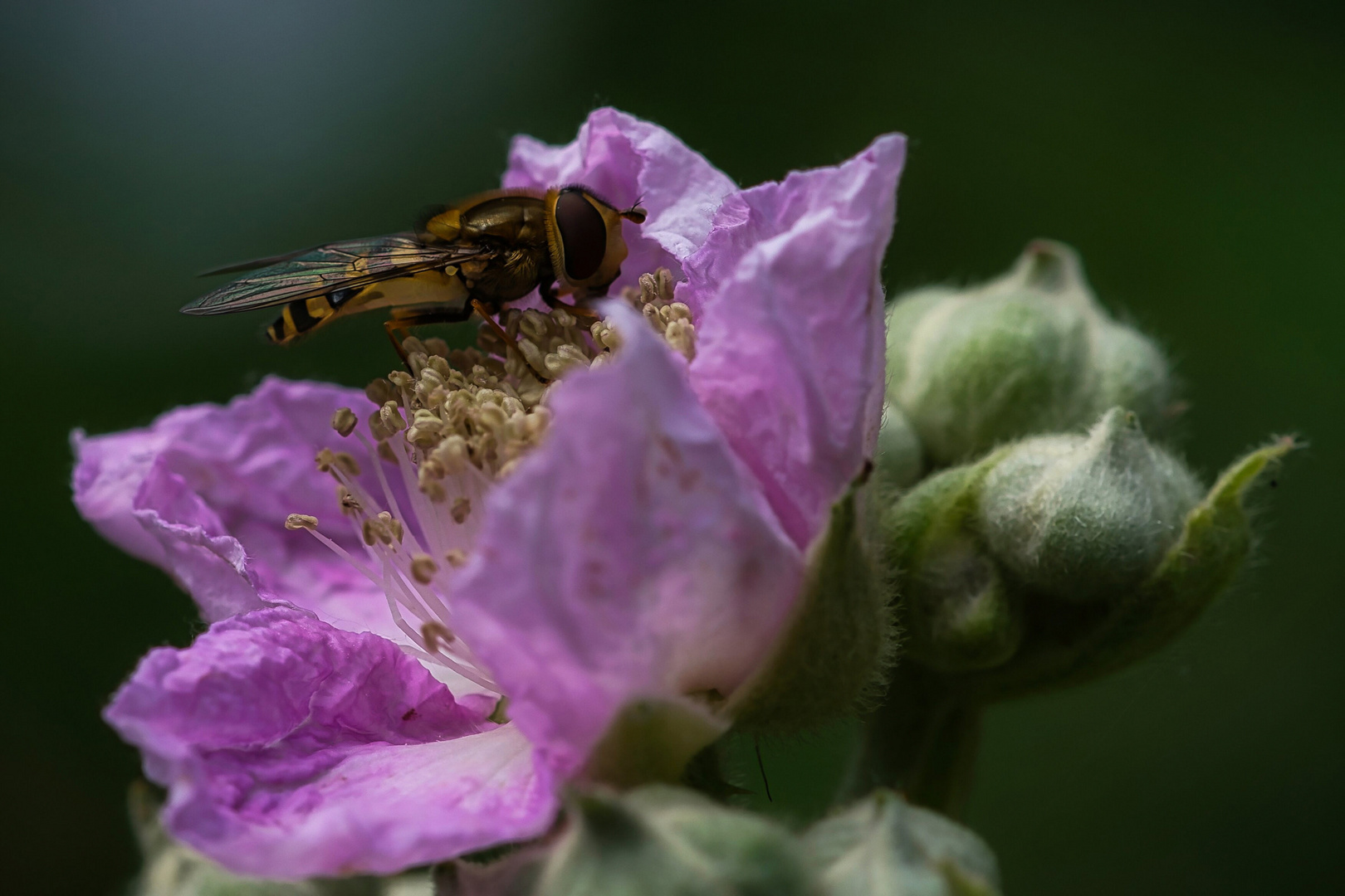 Kleine Schwebfliege im Paradies