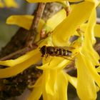 Kleine Schwebfliege (Syrphus vitripennis) auf Forsythie