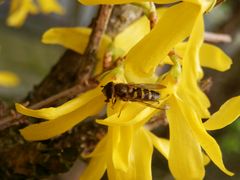 Kleine Schwebfliege (Syrphus vitripennis) auf Forsythie