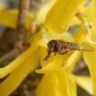 Kleine Schwebfliege (Syrphus vitripennis) auf Forsythie