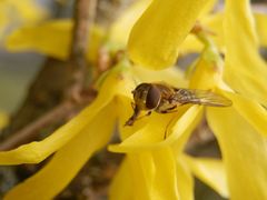 Kleine Schwebfliege (Syrphus vitripennis) auf Forsythie