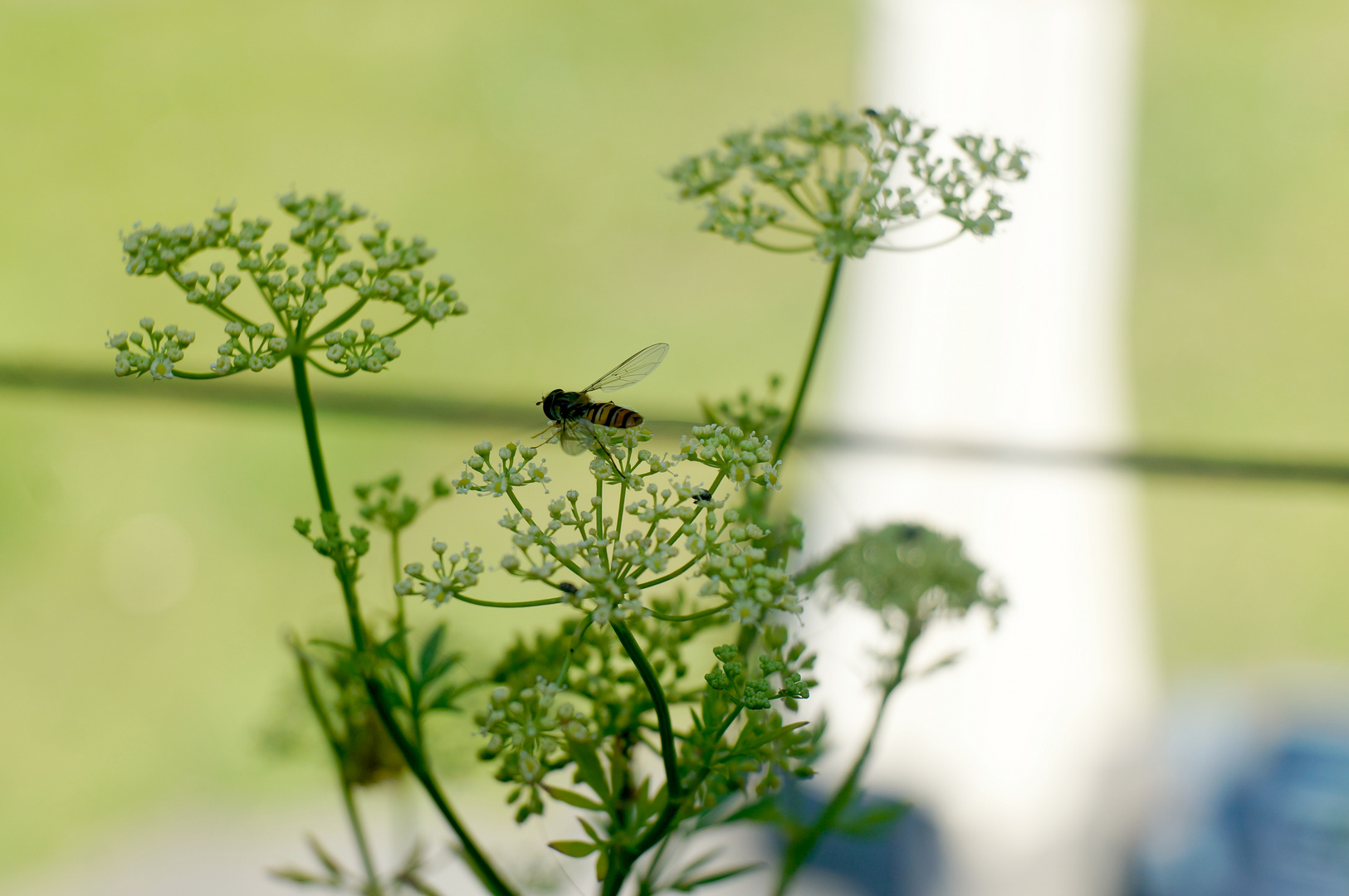 kleine Schwebfliege über einer Petersiienblüte