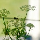 kleine Schwebfliege über einer Petersiienblüte