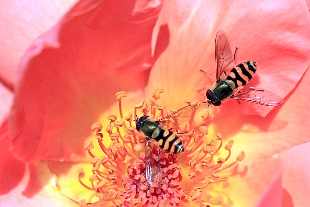 Kleine Schwebfliegen