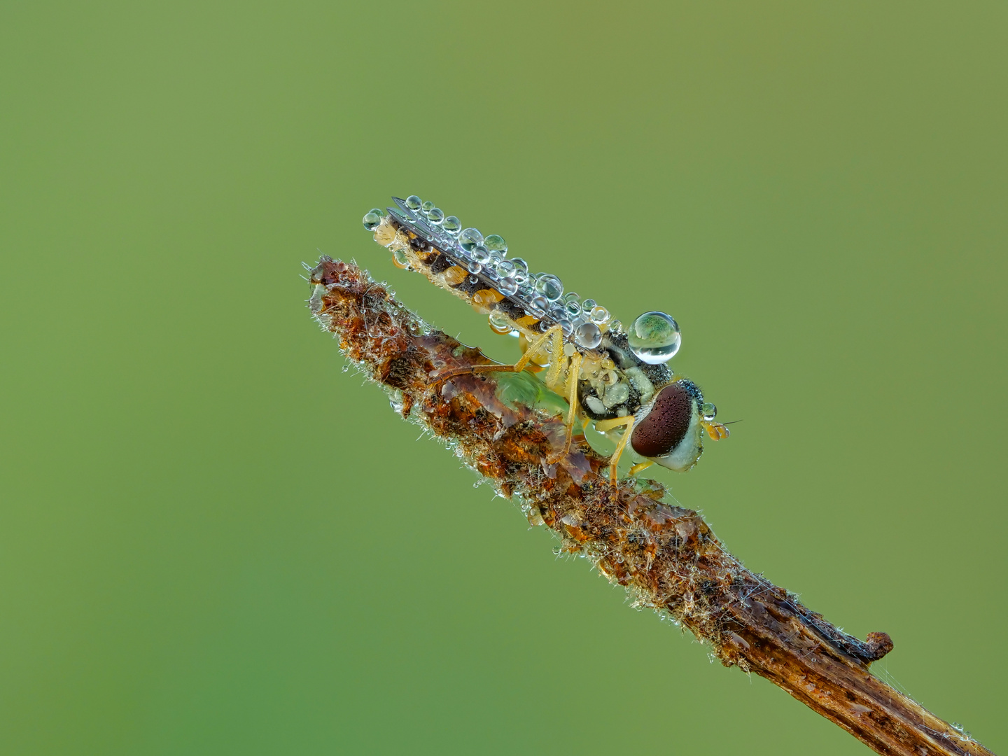 Kleine Schwebflige mit Tautropfen