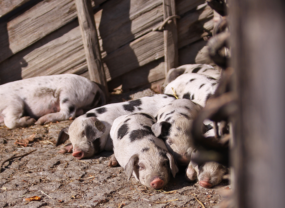 Kleine Schweinchen beim sonnen