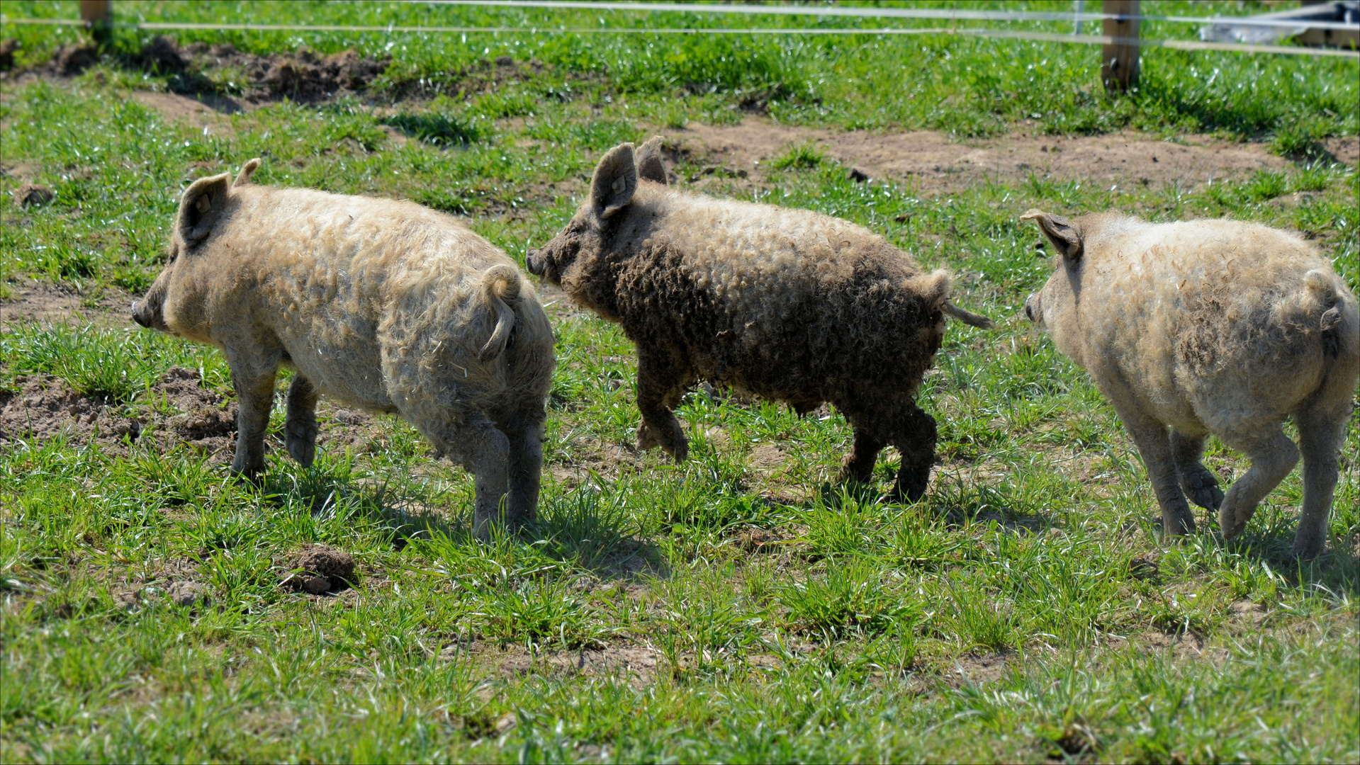 kleine Schweine(-rennen)  