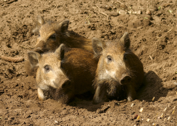 Kleine Schweinerei