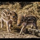 Kleine Schweinerei