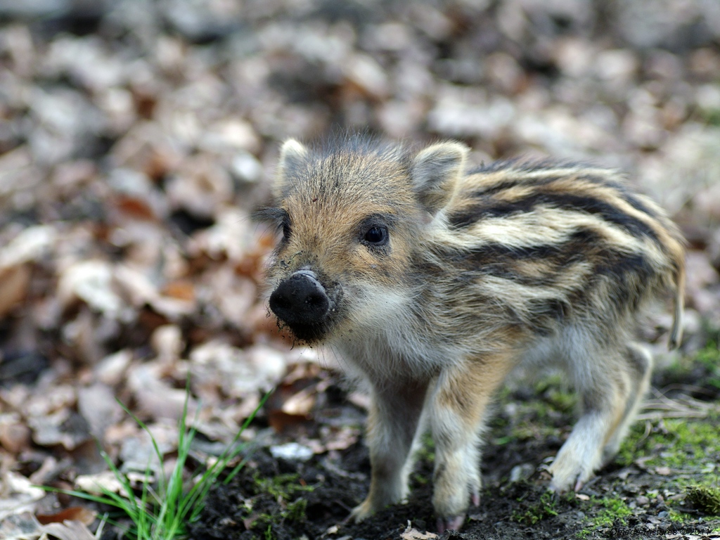 kleine Schweinerei