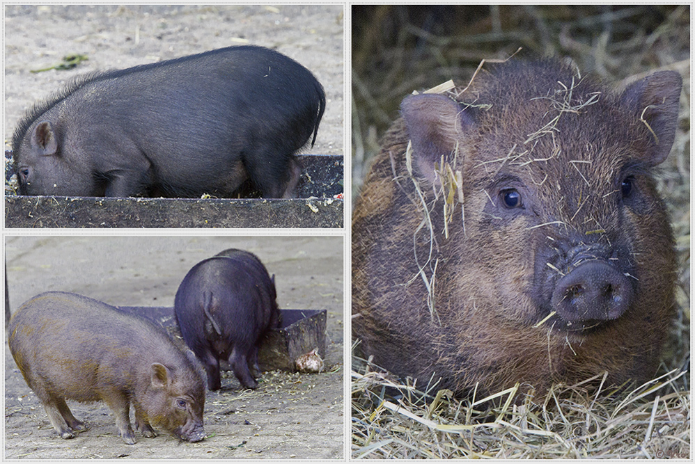 kleine Schweinerei