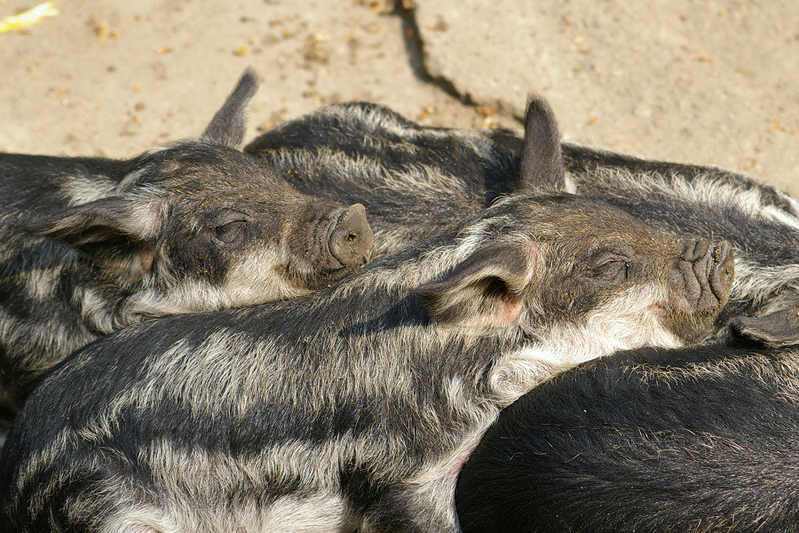 kleine Schweinerei