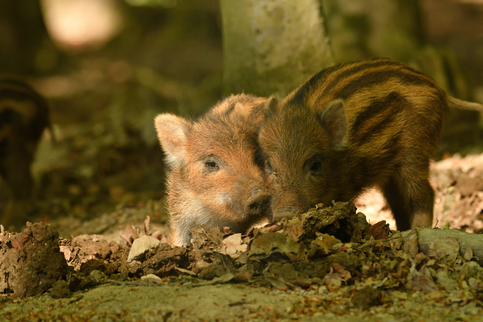  Kleine Schweinerei