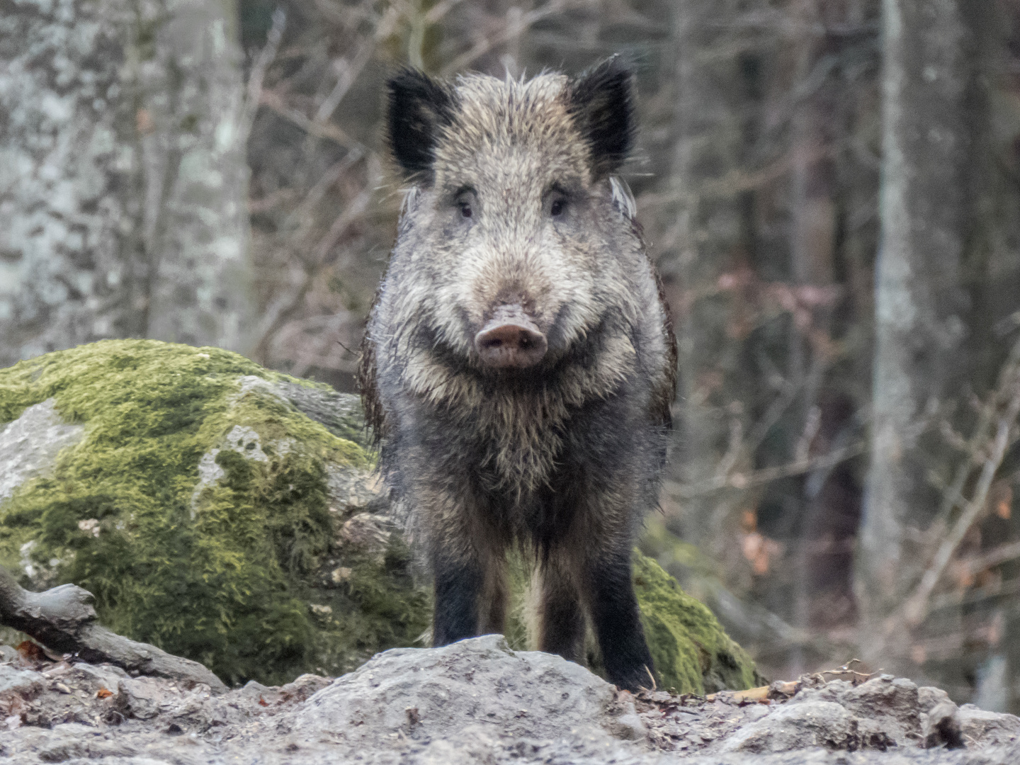 Kleine Schweinerei zum Jahresende