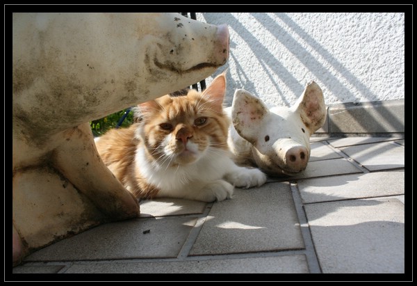 kleine Schweinereien....