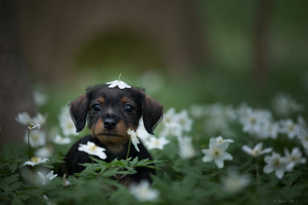 kleine Schwester....