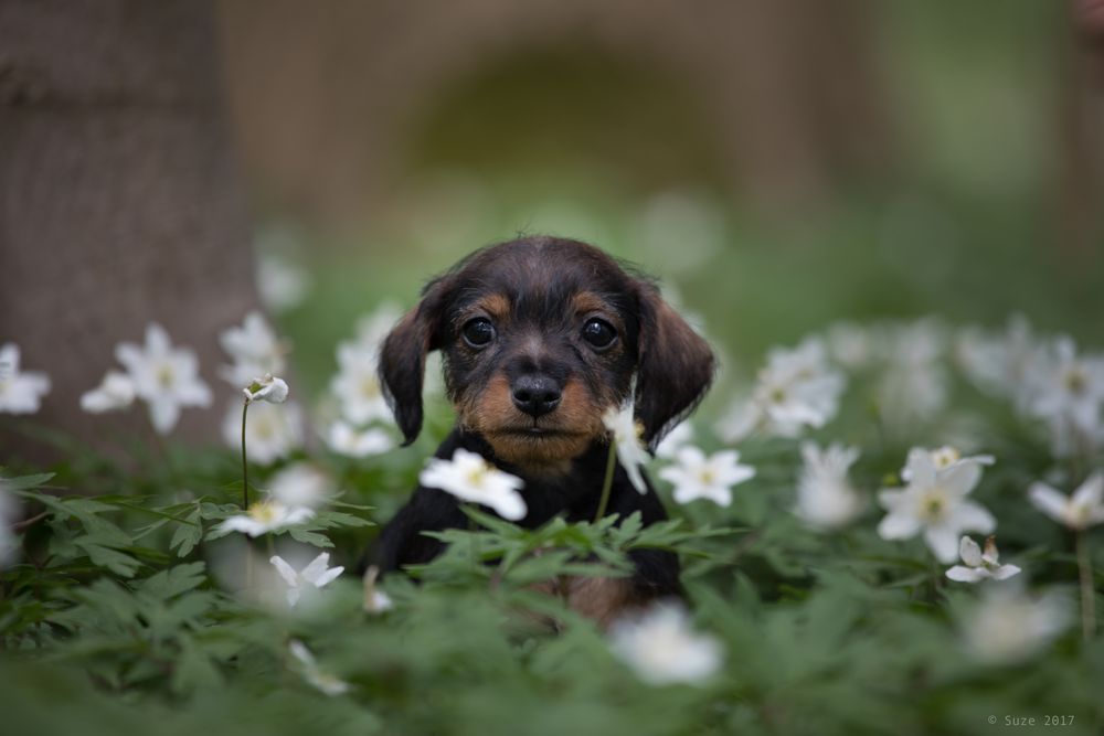 Kleine Schwester