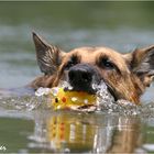 Kleine Schwimmerin...