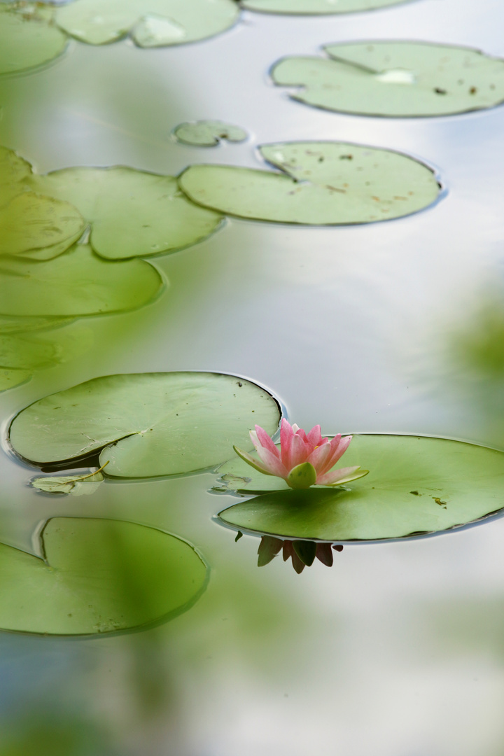 kleine Seerose