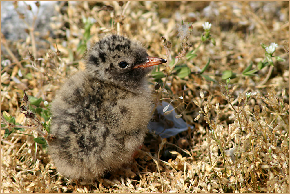 Kleine Seeschwalbe