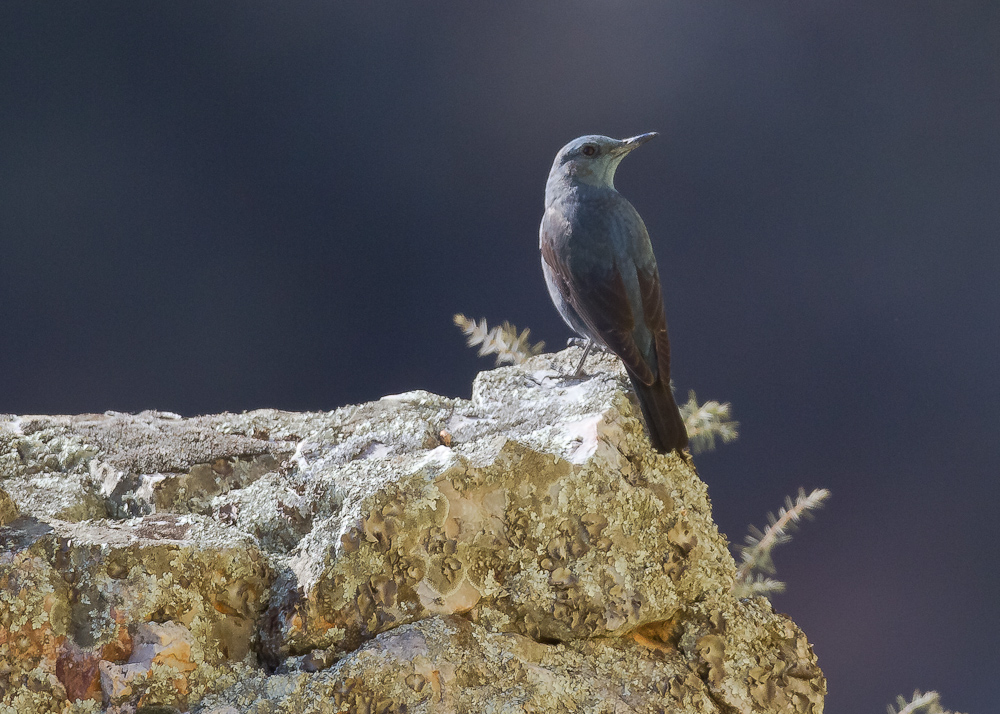 K(l)eine Seltenheit:Blaumerle