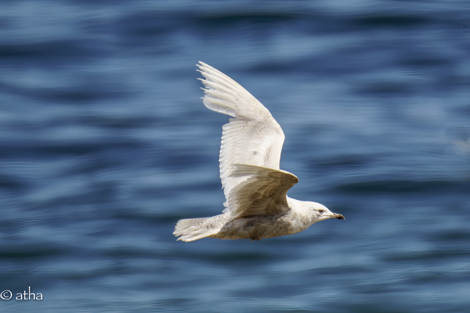 kleine Sensation auf Helgoland: