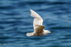 kleine Sensation auf Helgoland: