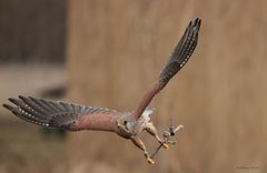 Kleine Serie eines Turmfalken bei einer Flugschau