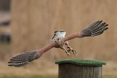 Kleine Serie eines Turmfalken bei einer Flugschau