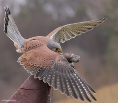 Kleine Serie eines Turmfalken bei einer Flugschau