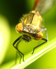 Kleine Serie von einer Frühen Adonislibelle