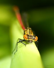 Kleine Serie von einer Frühen Adonislibelle