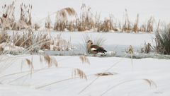 kleine Serie von einer Nilgans 