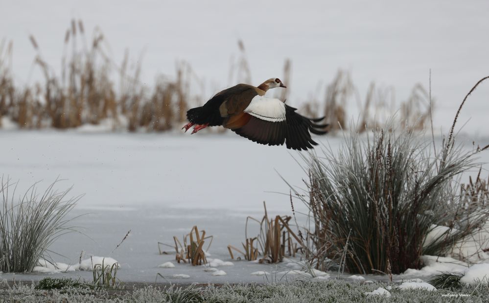 kleine Serie von einer Nilgans 