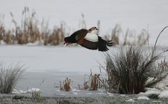 kleine Serie von einer Nilgans 